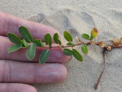 Euphorbia carunculata, photographed by Sam Kieschnick