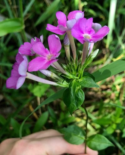 Phlox ovata, photographed by Ken Kneidel
