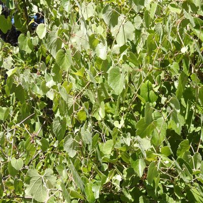 Vitis californica, photographed by Daniel Levitis