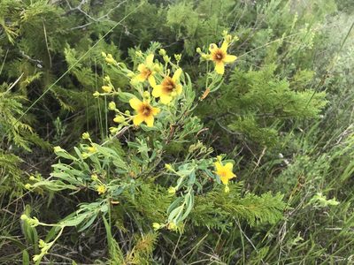 Hypericum kalmianum, photographed by Rae Bosley
