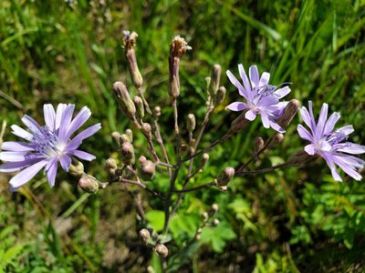 Lactuca oblongifolia, photographed by Chris Friesen