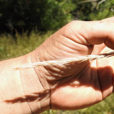 Elymus glaucus, photographed by Daniel Levitis