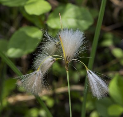 Eriophorum viridicarinatum, photographed by aarongunnar