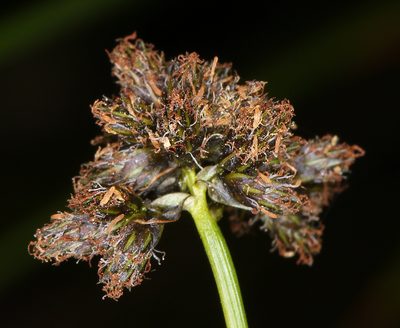 Scirpus congdonii, photographed by Steve Matson