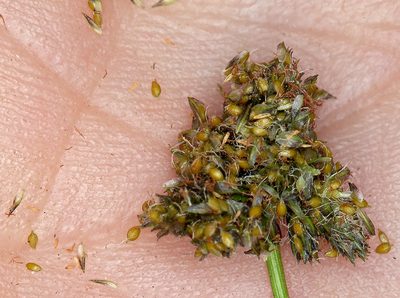 Scirpus congdonii, photographed by Steve Matson