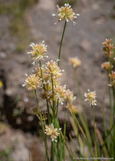 Juncus chlorocephalus, photographed by Tim Messick