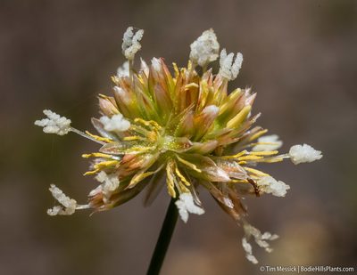 Juncus chlorocephalus, photographed by Tim Messick
