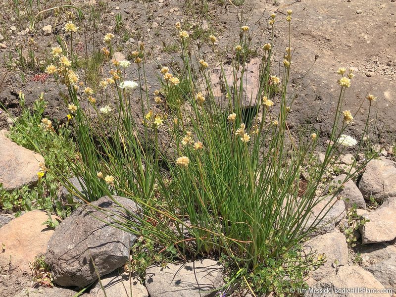 Juncus chlorocephalus, photographed by Tim Messick