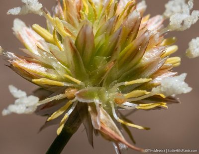 Juncus chlorocephalus, photographed by Tim Messick