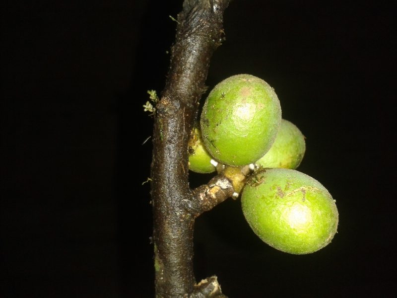 Unonopsis theobromifolia, photographed by Eduardo Chacón Madrigal