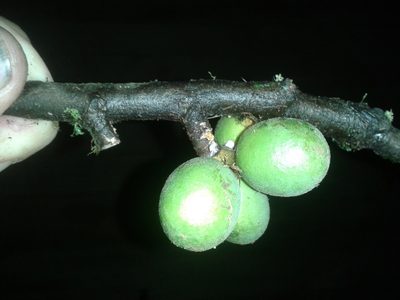 Unonopsis theobromifolia, photographed by Eduardo Chacón Madrigal