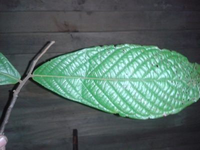 Unonopsis theobromifolia, photographed by Eduardo Chacón Madrigal