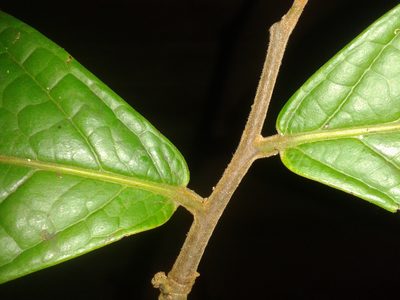 Unonopsis theobromifolia, photographed by Eduardo Chacón Madrigal