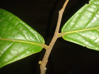 Unonopsis theobromifolia, photographed by Eduardo Chacón Madrigal