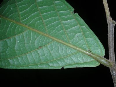 Unonopsis theobromifolia, photographed by Eduardo Chacón Madrigal