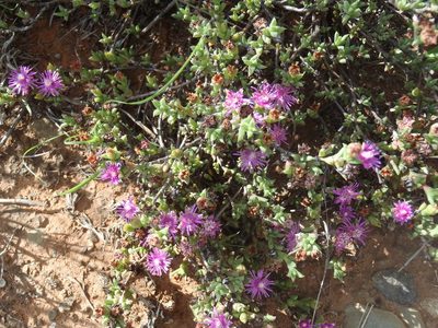 Ruschia rigens, photographed by Nicola van Berkel