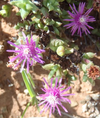 Ruschia rigens, photographed by Nicola van Berkel