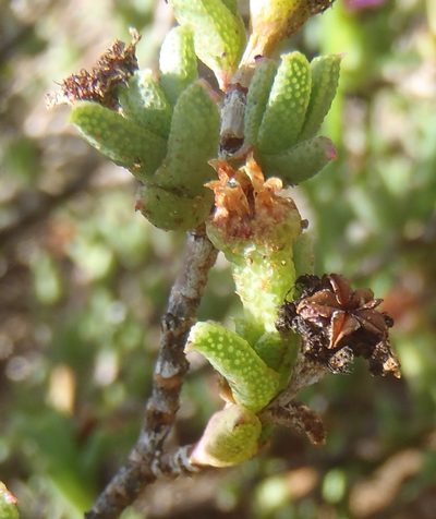 Ruschia rigens, photographed by Nicola van Berkel