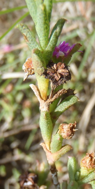 Ruschia rigens, photographed by Nicola van Berkel
