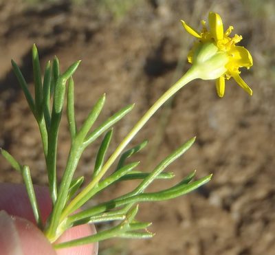 Euryops laxus, photographed by Nicola van Berkel
