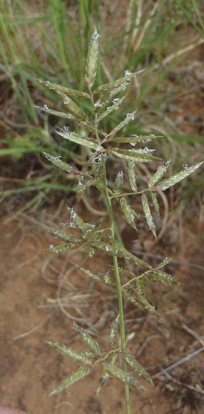 Eragrostis nindensis, photographed by Nicola van Berkel