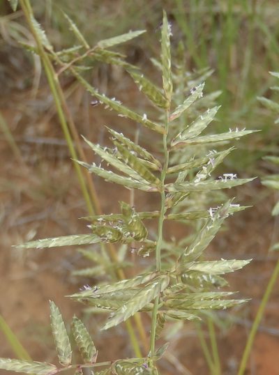 Eragrostis nindensis, photographed by Nicola van Berkel