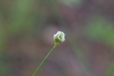 Fuirena scirpoidea, photographed by Jessica