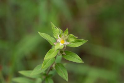 Ludwigia pilosa, photographed by Jessica