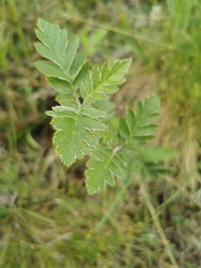 Hedlundia hybrida, photographed by Roar Nybø