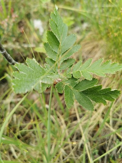 Hedlundia hybrida, photographed by Roar Nybø