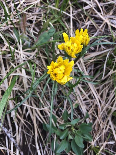 Nothocalais alpestris, photographed by B. Phalan