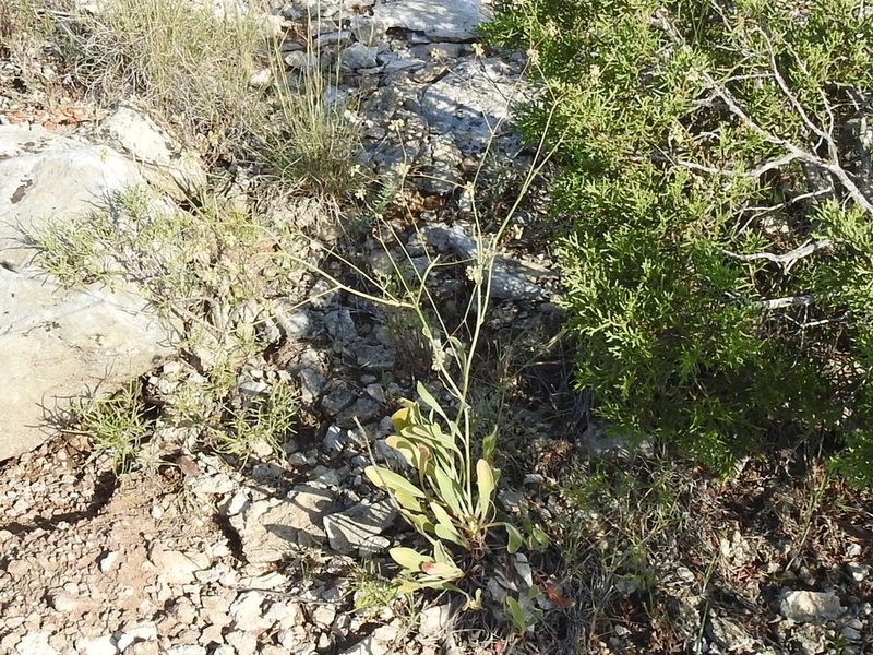Eriogonum nealleyi, photographed by Sam Kieschnick