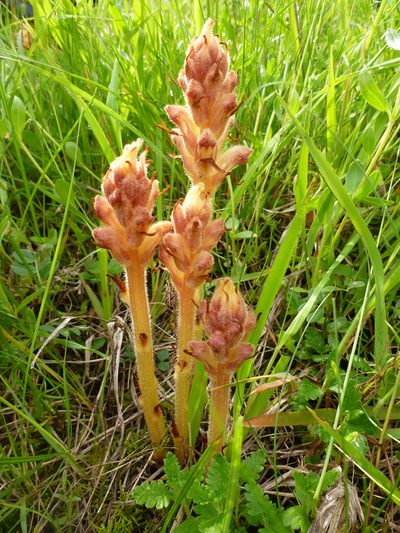 Orobanche teucrii, photographed by agujaceratops