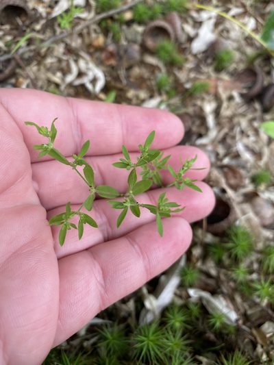 Paronychia fastigiata, photographed by Bonnie Semmling