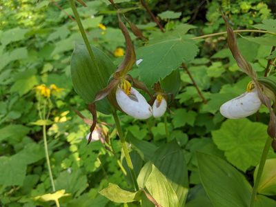 Cypripedium montanum, photographed by Elliot Kulakow