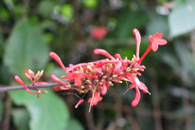 Odontonema tubaeforme, photographed by Jake Rehage