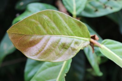 Ficus costaricana, photographed by Jake Rehage