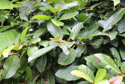 Ficus costaricana, photographed by Jake Rehage