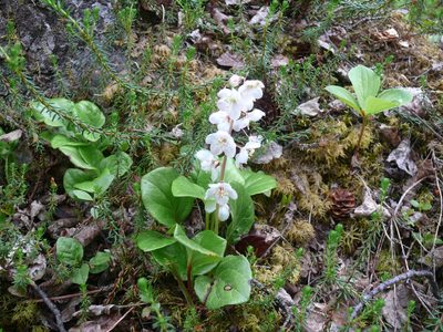 Pyrola grandiflora, photographed by Matt Bowser
