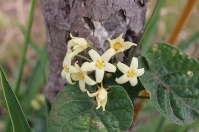 Gonolobus edulis, photographed by Jake Rehage