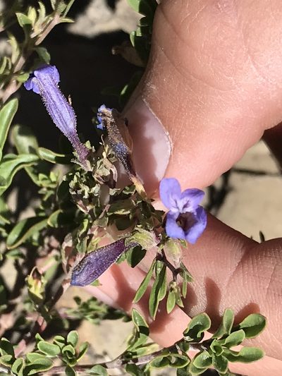 Penstemon caespitosus, photographed by Luke Padon