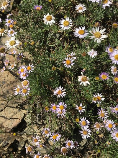 Erigeron klamathensis, photographed by Hilary Rose Dawson