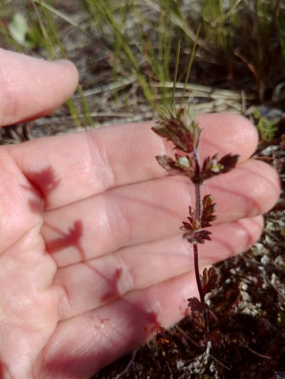 Euphrasia subarctica, photographed by Syd Cannings