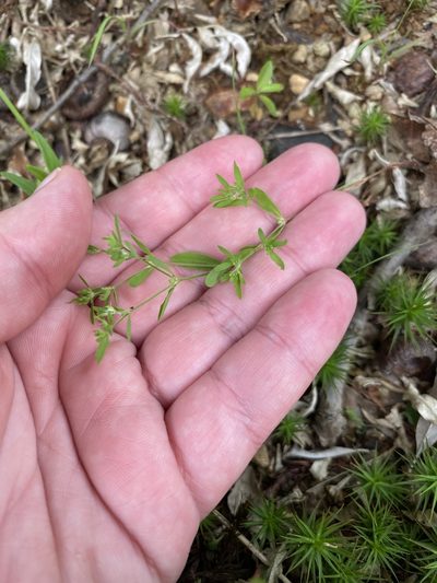 Paronychia fastigiata, photographed by Bonnie Semmling