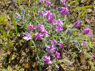 Phlox viscida, photographed by RJ Baltierra