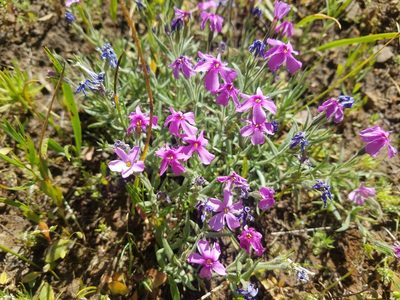 Phlox viscida, photographed by RJ Baltierra