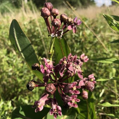 Asclepias sullivantii, photographed by Christopher Zacharias