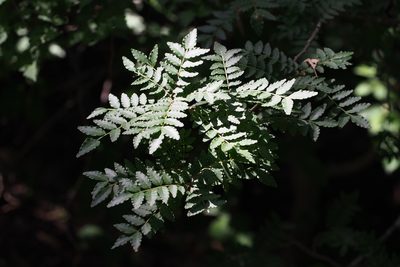 Zanthoxylum piperitum, photographed by harum.koh