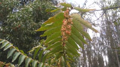 Phyllanthus salviifolius, photographed by Ciencia1.com