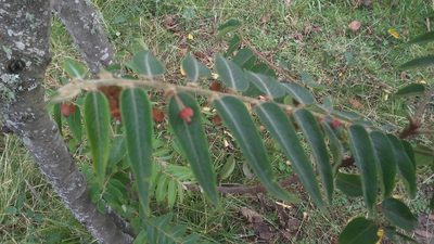 Phyllanthus salviifolius, photographed by Ciencia1.com
